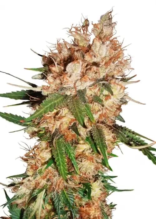 strawberry ice