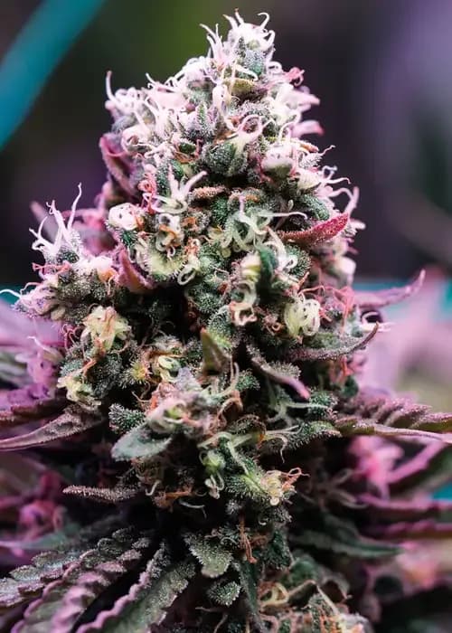 amnesia flash