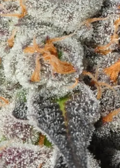 anesia scout cookies