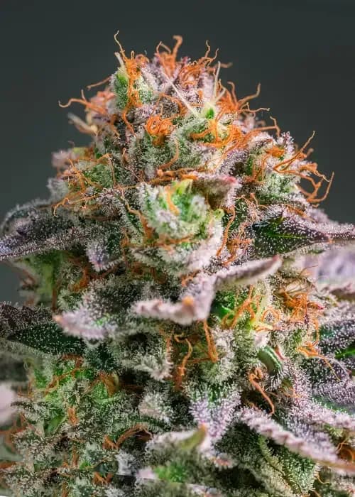 apricot oreoz