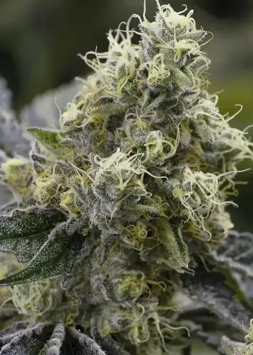 auto strawberry banana