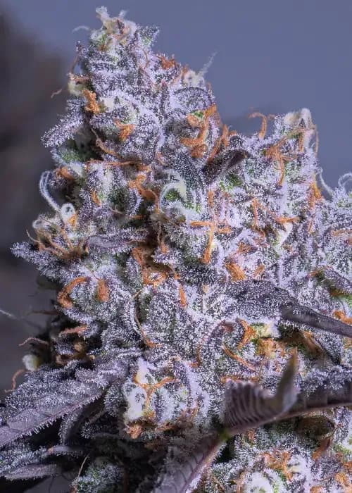 frozen black cherry