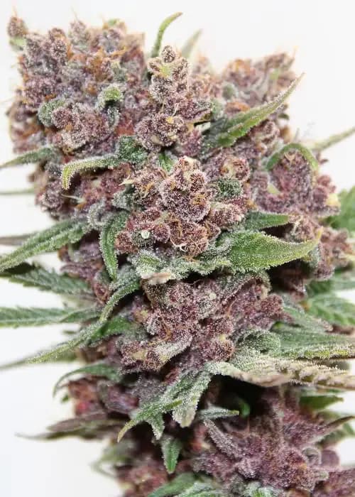 gelato dream