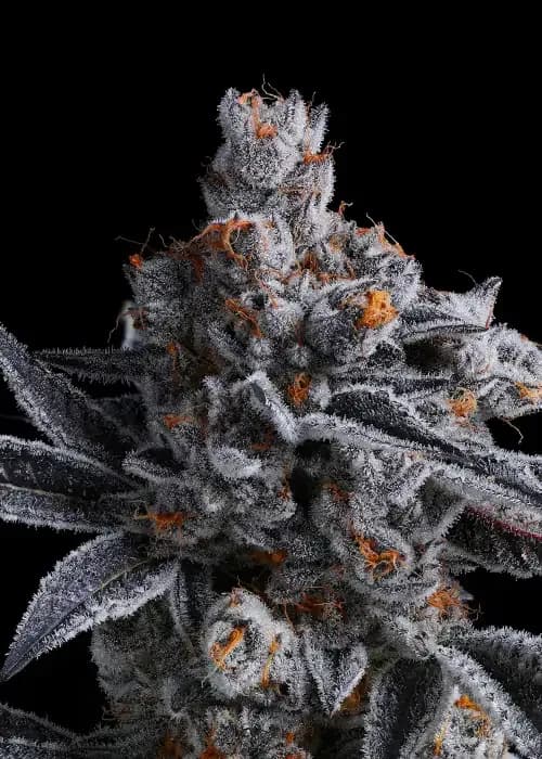 high mars