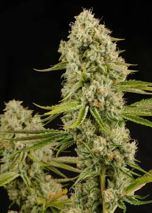 hindu kush