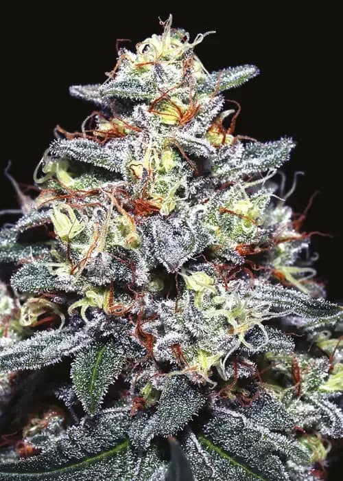 hyper glue
