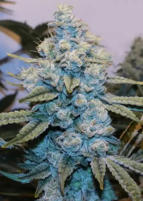 original gorilla #4