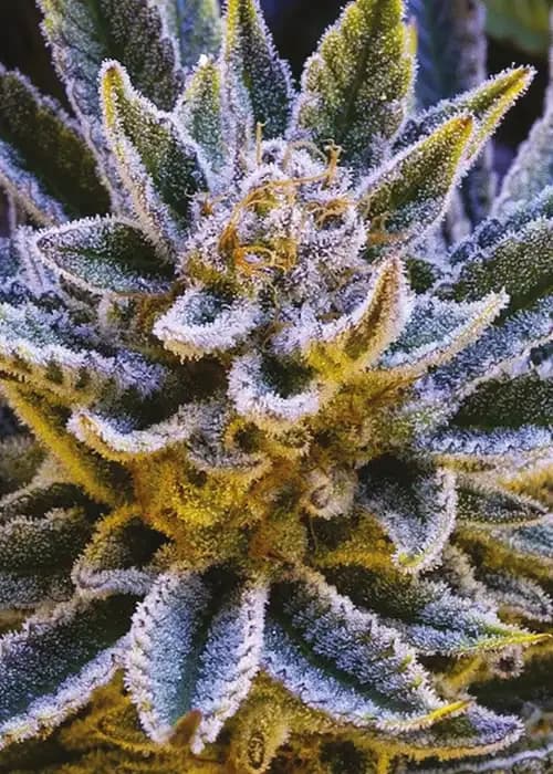 pineapple runtz auto