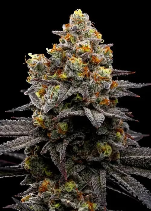 purple boost highness