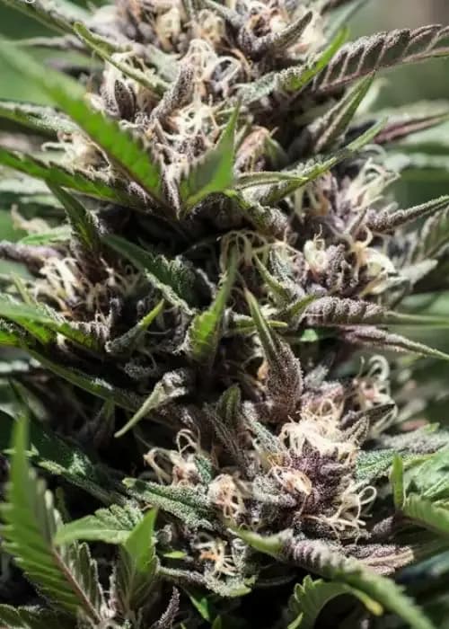 purple thai
