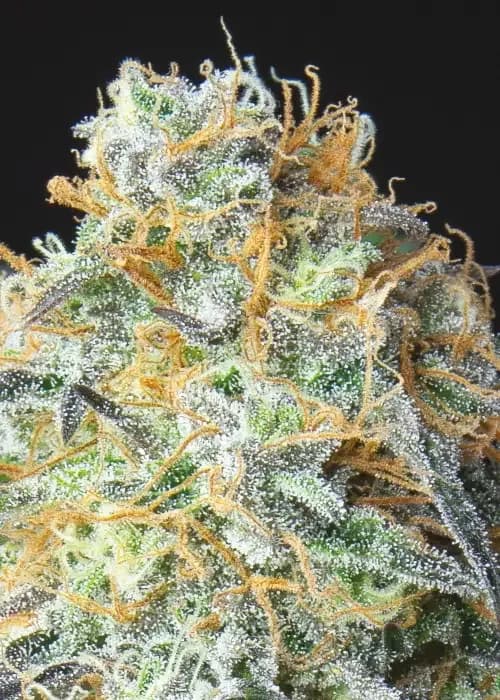 rainbow donut auto