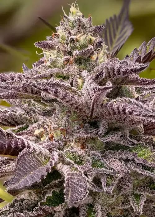 tahiti vibez auto