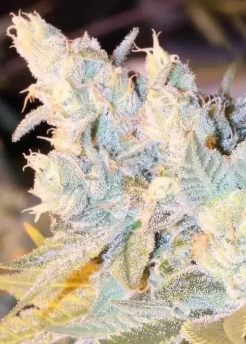 triple cheese auto