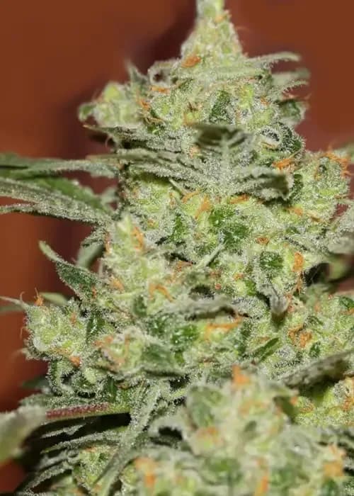 true gold og