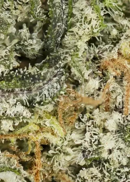 Apollo 11 Pheno