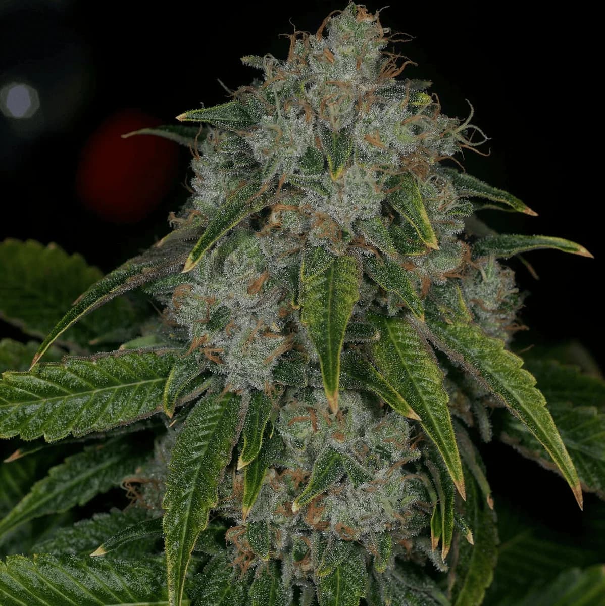 louis faced