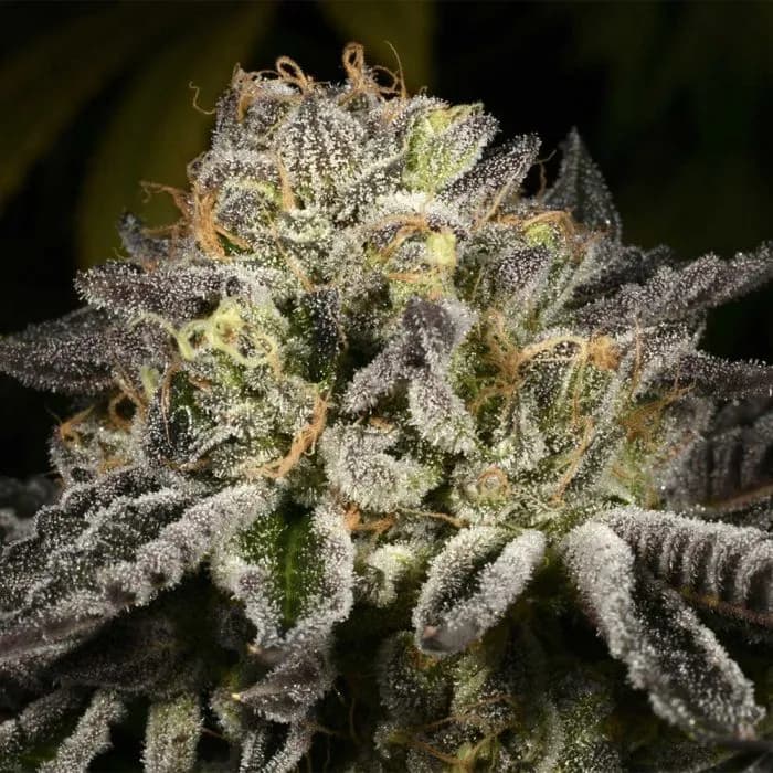 purp skurp