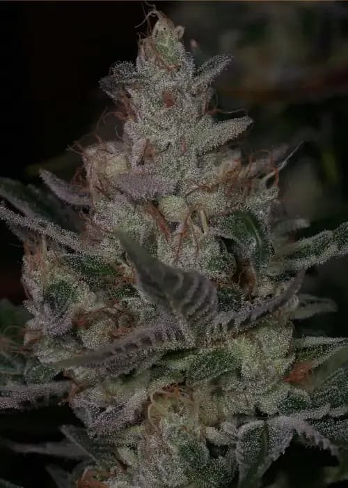 sour face