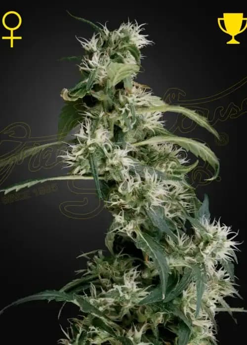 arjan's ultra haze #1