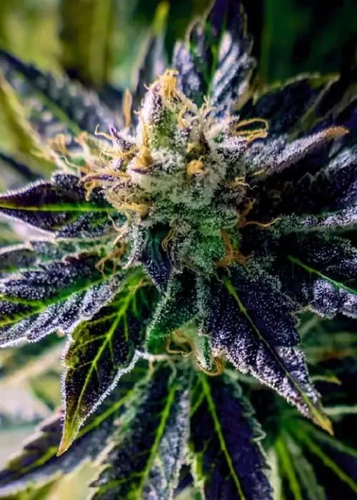 Auto Black Opium