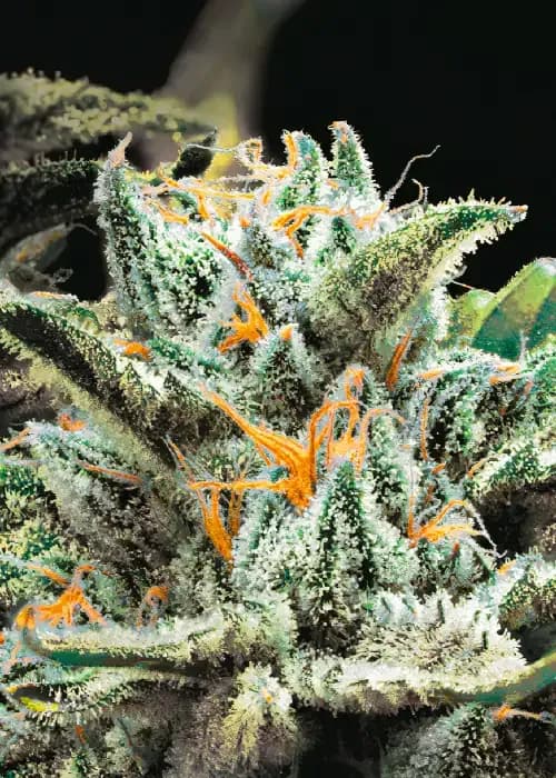 Auto Og Indica