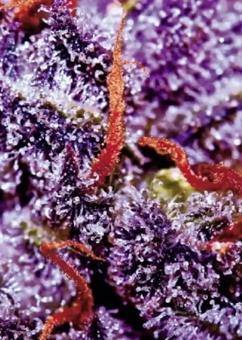 Auto Purple Opium