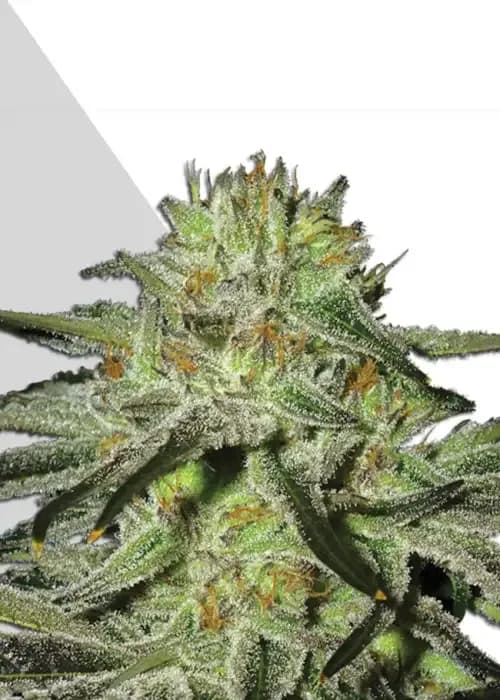 kush doctor