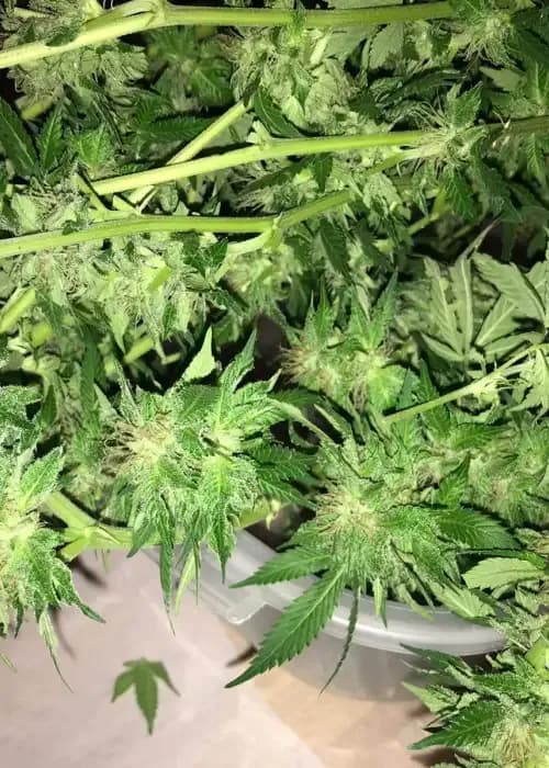 auto strawberry banana