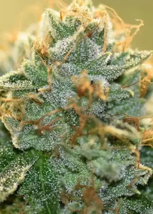 auto triangle kush