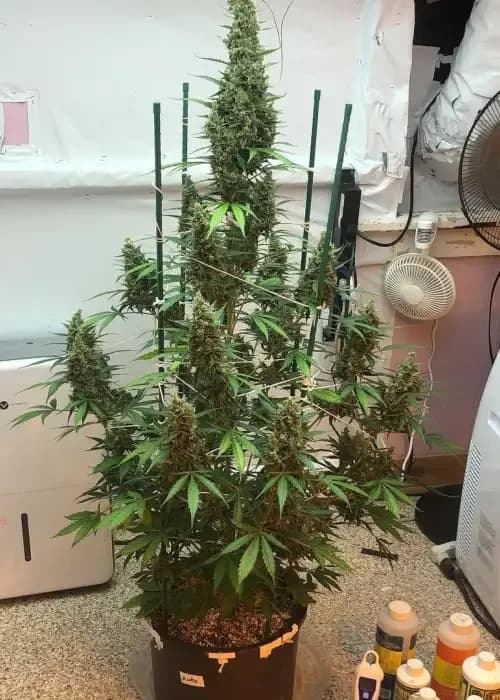 Auto White Widow X California Snow Fem