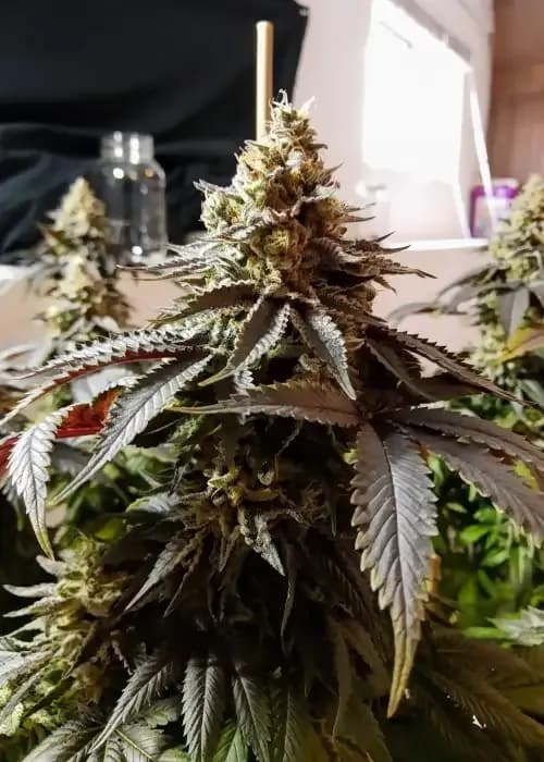 Critical X Cream Cheese