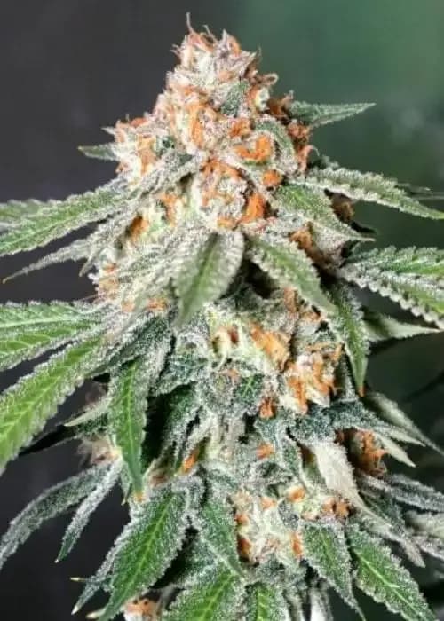 banana kush auto