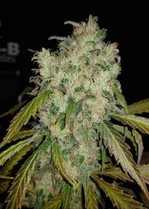 banana kush