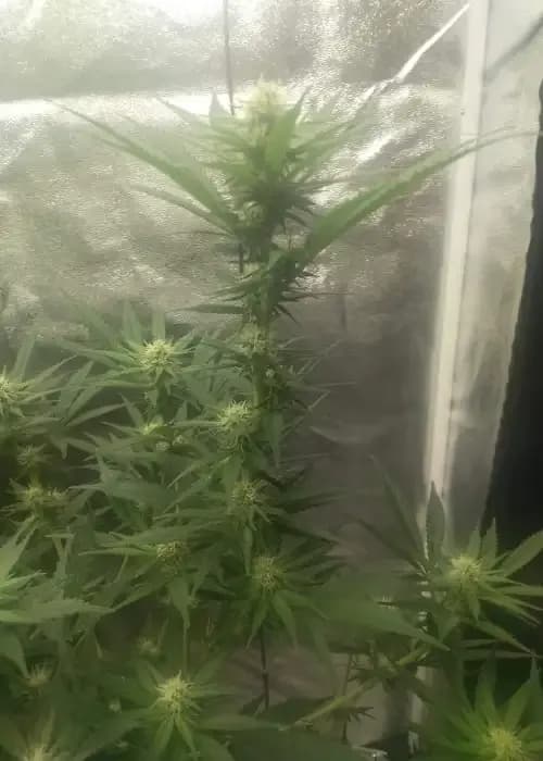 banana punch