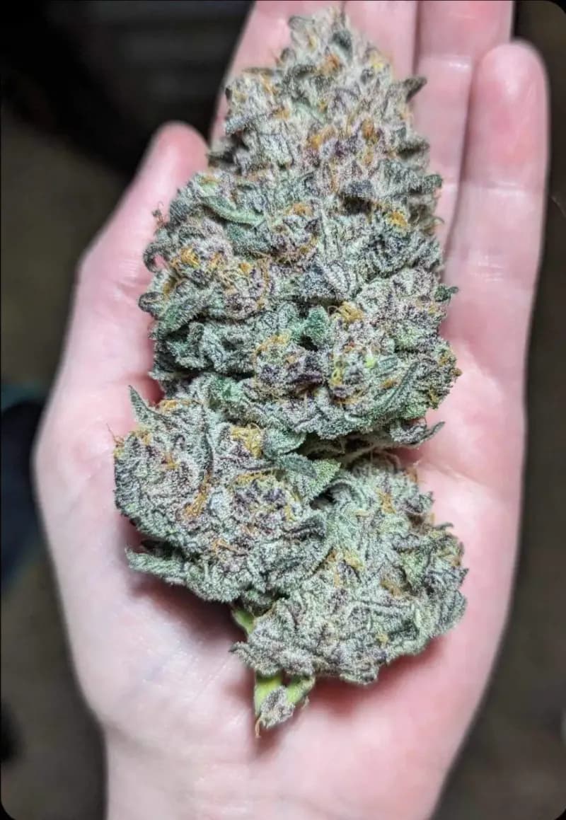 banana split