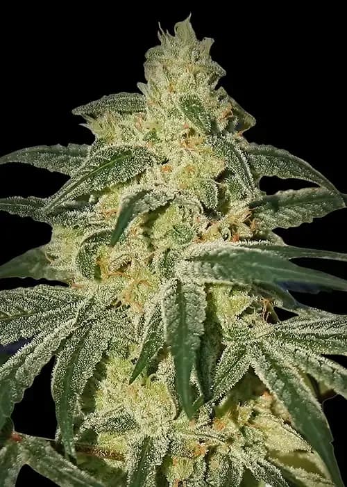 afghan hash plant
