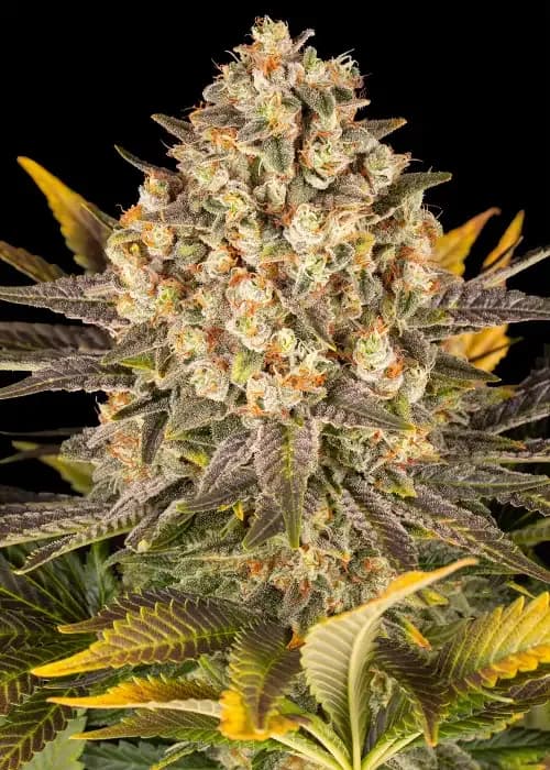 banana punch