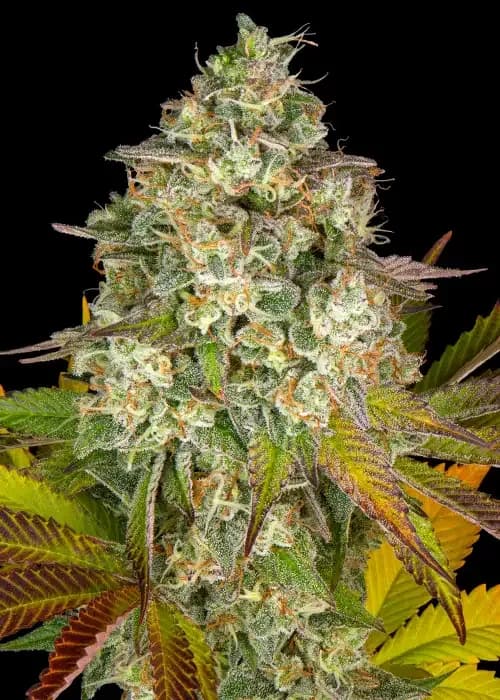 cookies kush
