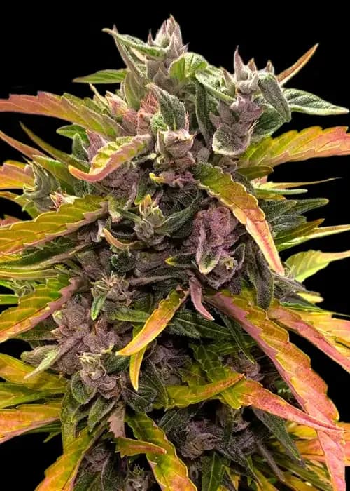 gorilla glue auto