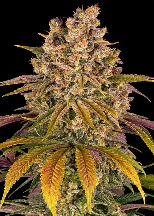 lemon tree