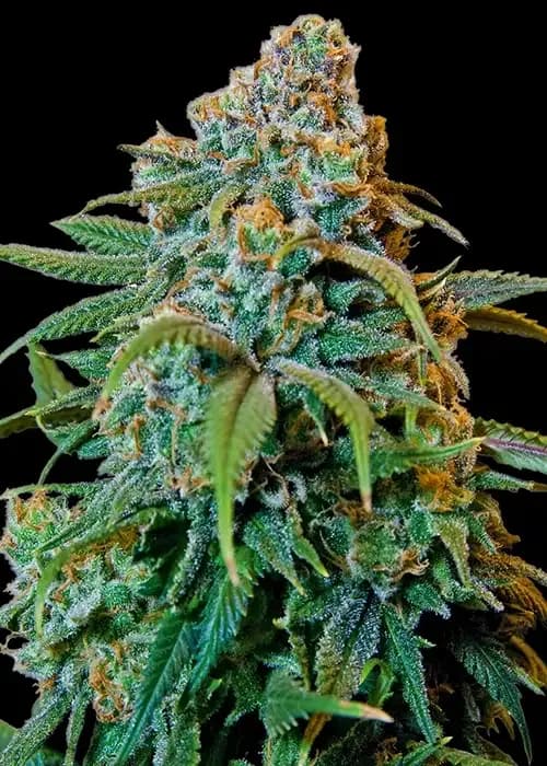 liberty haze
