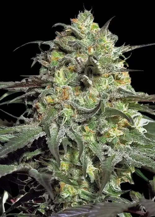 peyote cookies