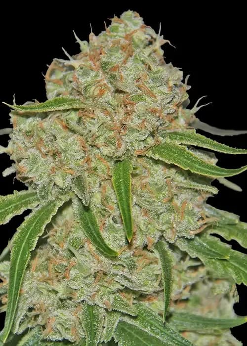 phantom og