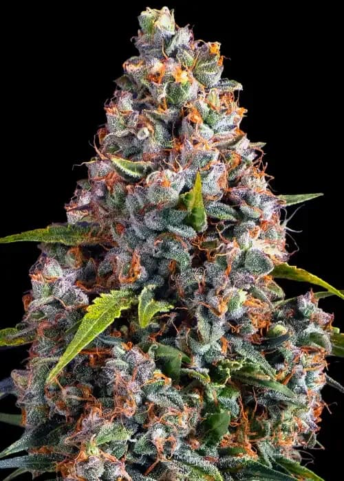 strawberry cheesecake auto