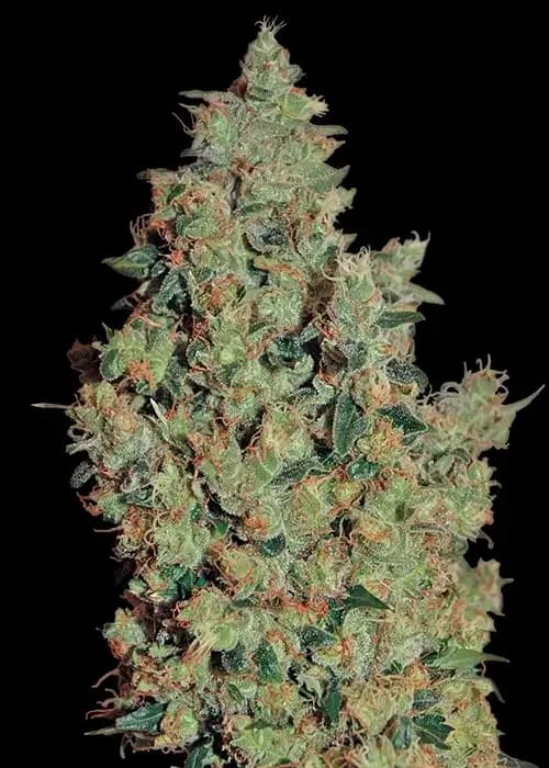 tangerine dream