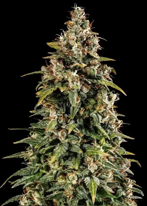watermelon zkittlez