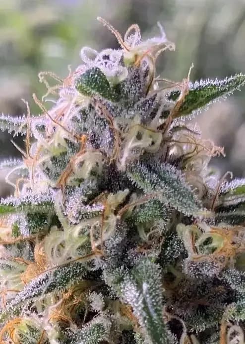 Orange Crush