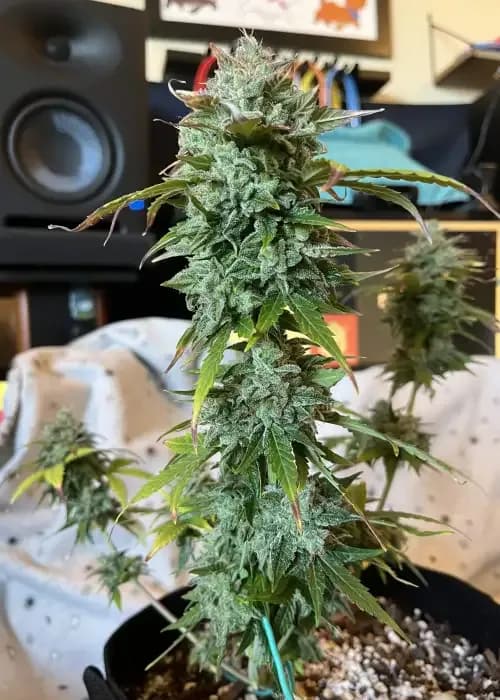 Auto Solomatic