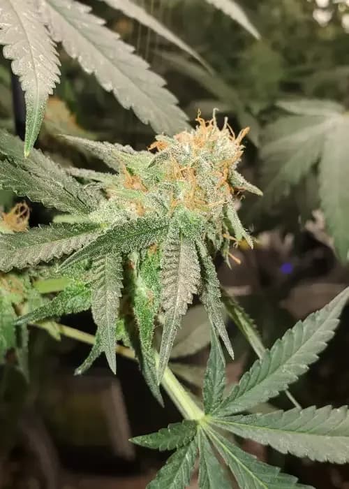 headband