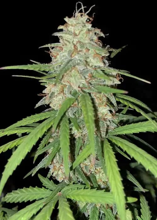 Auto Caramel OG